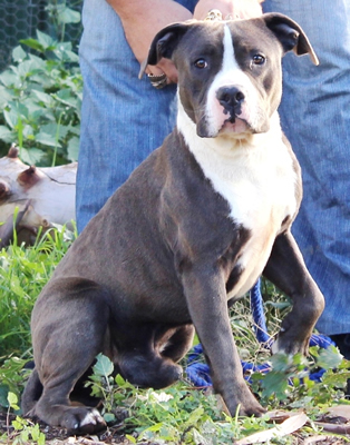 DDDawgs Kansas Law Dawg